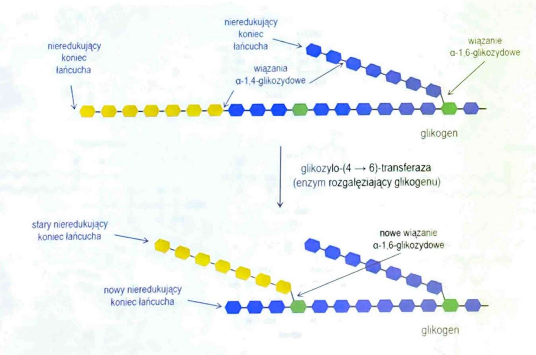 <p>(Transferazy)</p><p>Przenosi reszty cukrowe; synteza glikoprotein i glikolipidów.</p>