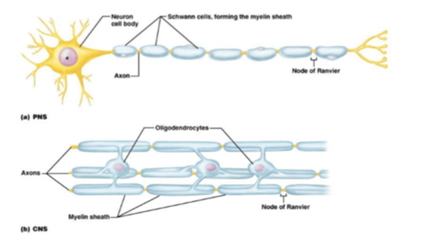 <p>A single oligodendrocyte can form myelin sheath on many different axons in neurons; whereas a schwann cell needs multiple of it to cover an axon.</p>