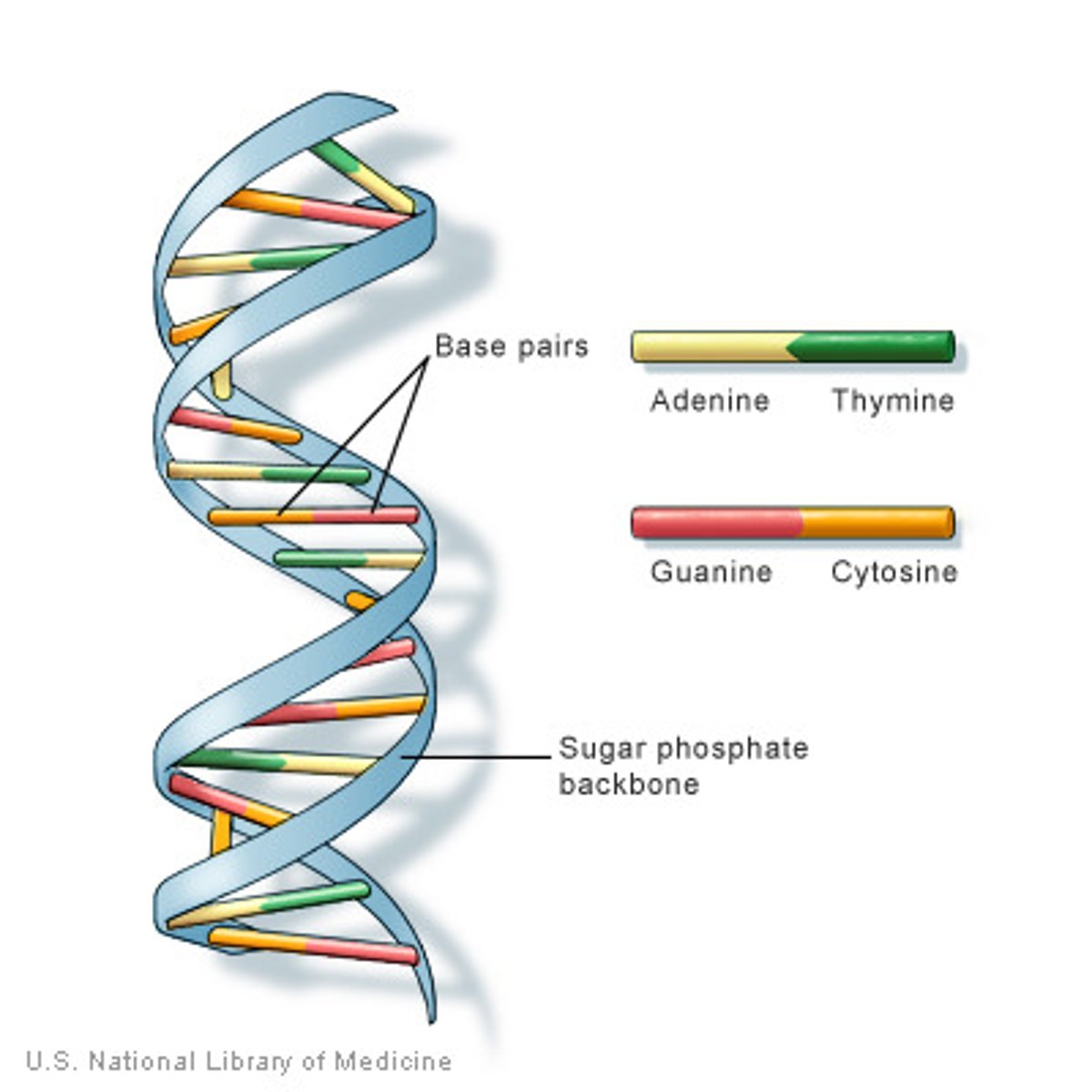 <p>A double-stranded, helical nucleic acid molecule capable of replicating and determining the inherited structure of a cell's proteins.</p>