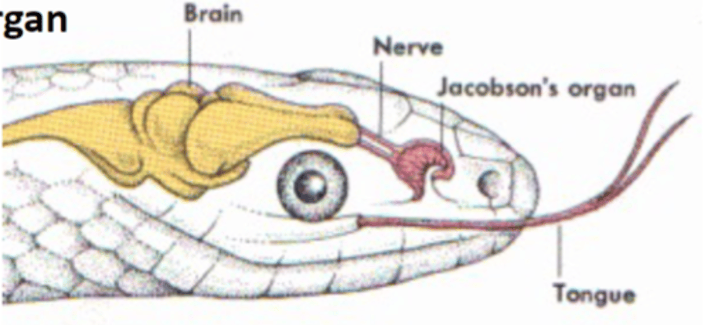 <p>a portion of the mammalian olfactory system that is sensitive to pheromones</p>