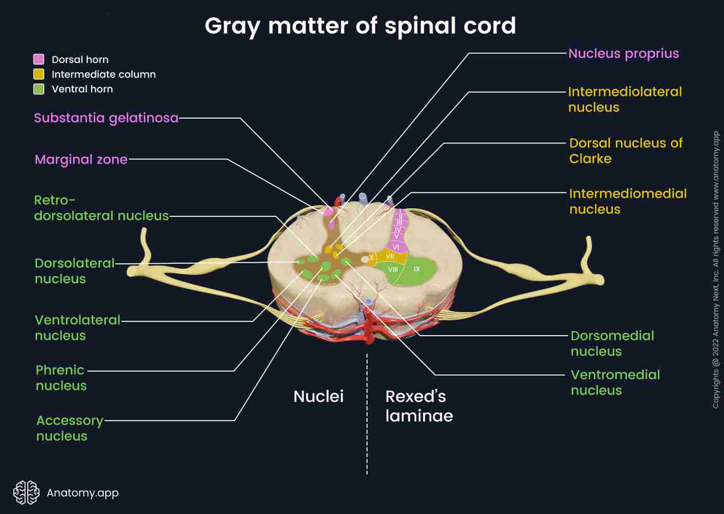 <p>—involves the <mark data-color="blue">spinal cord</mark>(reflex actions)</p><p>—e.g., withdrawing hand when it accidentally touches a hot or sharp object, sneezing when dust enters the nose</p>