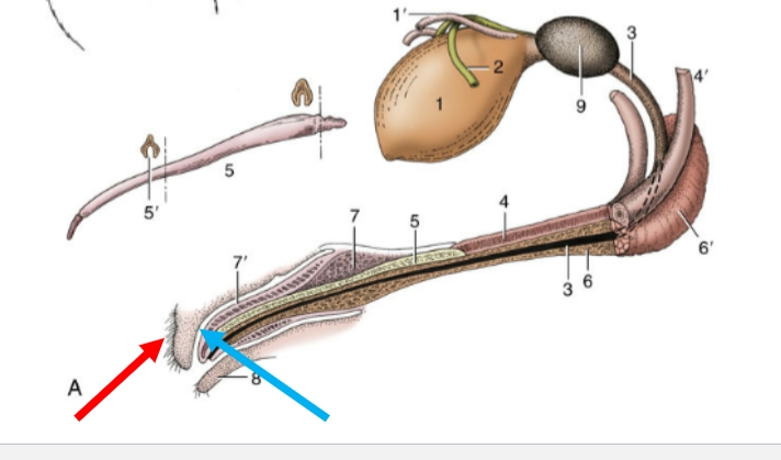 <p>“internal” layer of prepuce</p><p>blue</p><p>reflects back on itself and faces free end of penis</p>