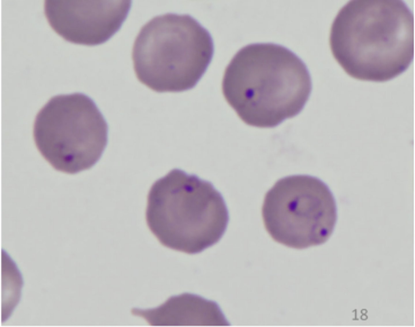 <p>These pear shaped piroplasms were found in the fecal examination of Pitbull terrier from SW VA comes in the animal shelter. The dog is lethargic and anemic. They measure approximately 3um. What is this parasite?</p>