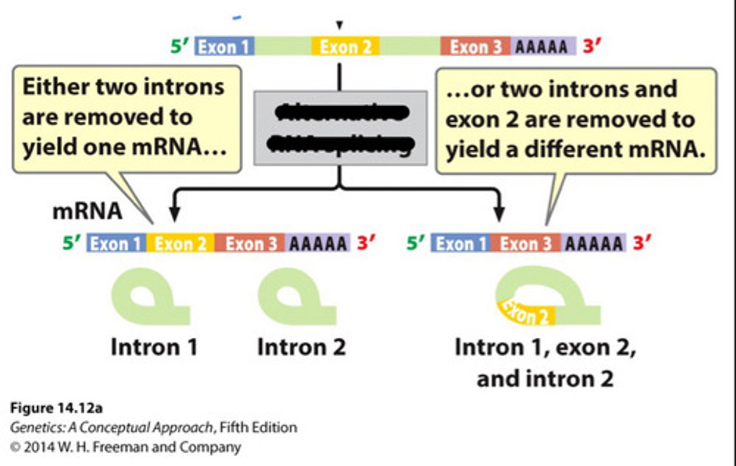 <p>Genes with many introns can have differential splicing, which results in different patterns of exons - the order of the exons remains the same, but some can be skipped.</p><p>One gene can code for several proteins*</p>