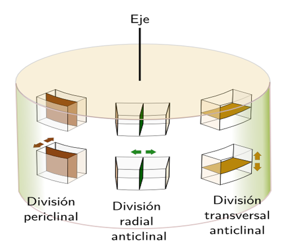 <p>Perpendicular a la superficie y tambien al eje</p>