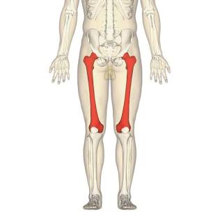 <p>Femur</p>