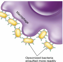 <ul><li><p>Ab coats the surface of the bacterial cell</p></li><li><p>attracts phagocytes</p></li><li><p>enhances rate of phagocytosis</p></li><li><p>phagocyte- ability to interact w/Fc region of the Ab</p></li></ul><p></p>