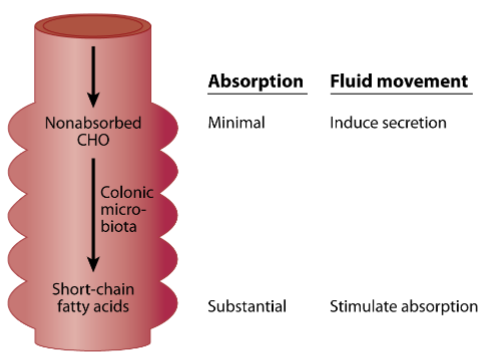 <p>Non-absorbed CHO can’t be absorbed so it induces secretion</p><p>When colonic micro-biota breaks the CHO down into short chain FAs, absorption is stimulated to absorb the SCFAs</p>