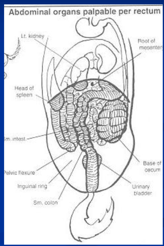 <ul><li><p>may differentiate between medical and surgical conditions </p></li><li><p>use a systematic approach </p></li><li><p>landmarks / normally palpable structures are the aorta, cranial mesenteric artery, cecal base and ventral cecal band, pelvic flexure, spleen, and left kidney, urinary bladder, inguinal rings in stallions and geldings, ovaries and uterus in mares, peritoneal surfaces </p></li></ul><p></p>