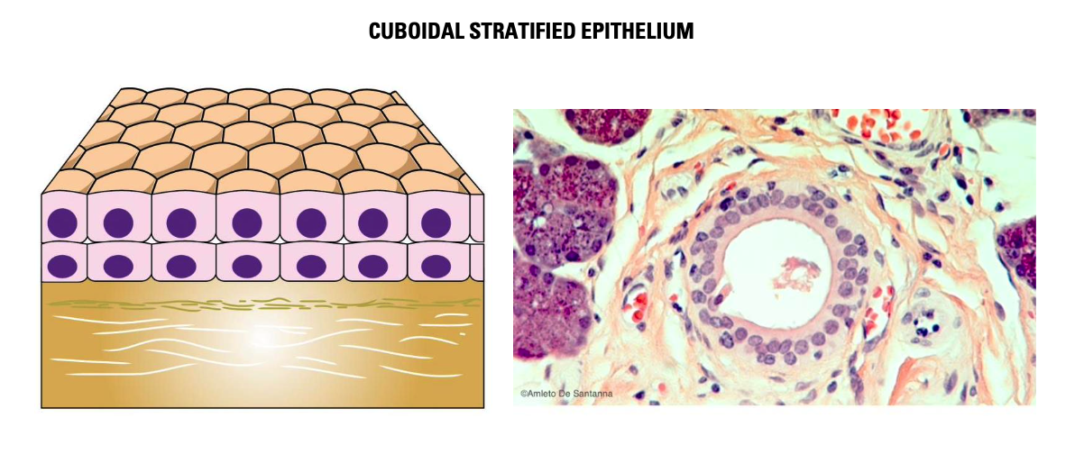 <p><span><strong>CUBOIDAL STRATIFIED EPITHELIUM</strong></span></p>