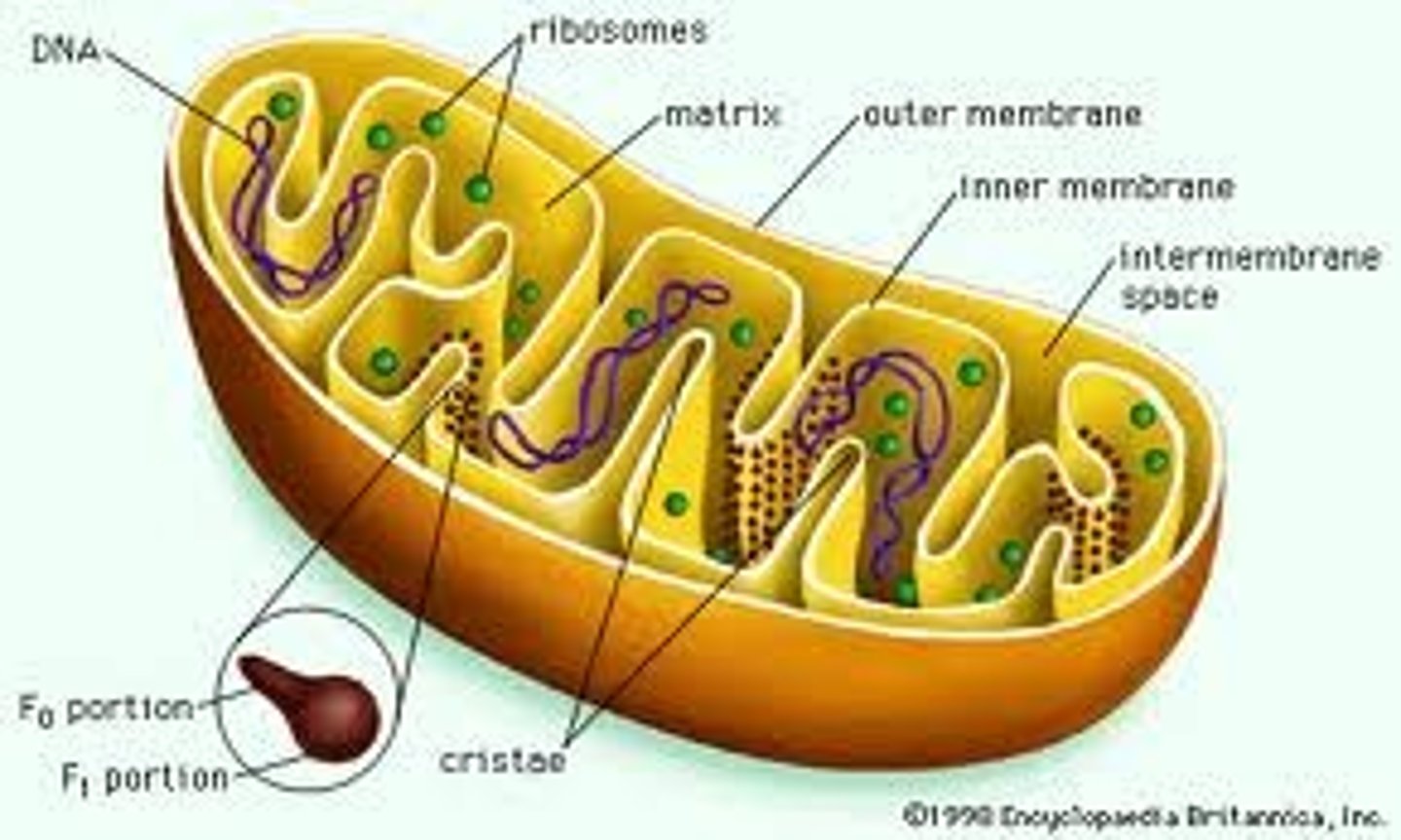 <p>Internal compartments formed by the inner membrane of a mitochondrion. They are studded with proteins, including ATP synthase and a variety of cytochromes. The maximum surface for chemical reactions to occur is within the mitochondria. This allows cellular respiration (aerobic respiration since the mitochondrion requires oxygen) to occur.</p>