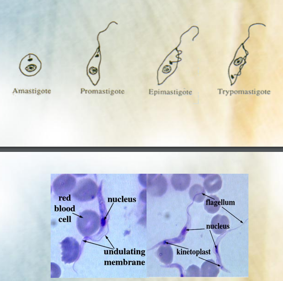 <ol><li><p><strong>AMASTIGOTE</strong> - oval, no flagellum</p></li><li><p><strong>PROMASTIGOTE</strong> - elongated, kinetoplast in front of nucleus, flagellum</p></li><li><p><strong>EPIMASTIGOTE </strong>- undulating membrane formed</p></li><li><p><strong>TRYPOMASTIGOTE</strong> - kinetoplast goes behind nucleus, still has undulating membrane and flagellum</p></li></ol><p></p>