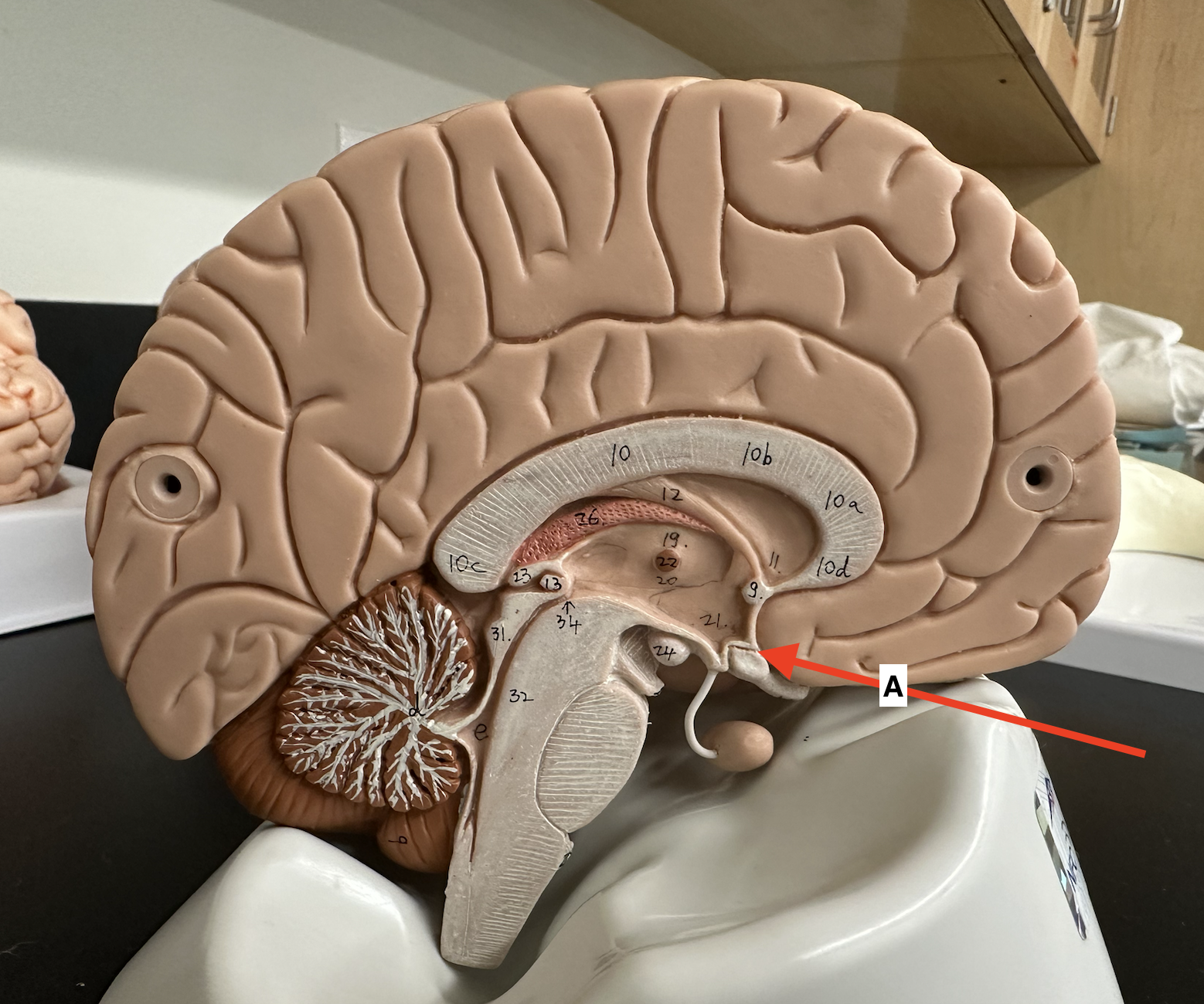 <p>Name point A.</p>