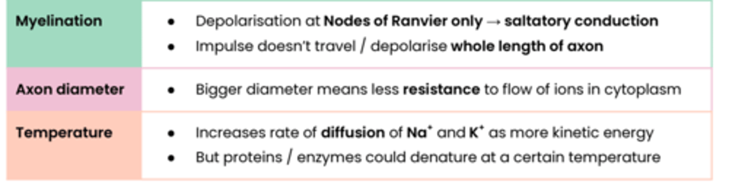 <p>- Myelination (increases)</p><p>- Axon diameter (increases)</p><p>- Temperature (increases then decreases) because proteins like the sodium potassium pump may denature</p>