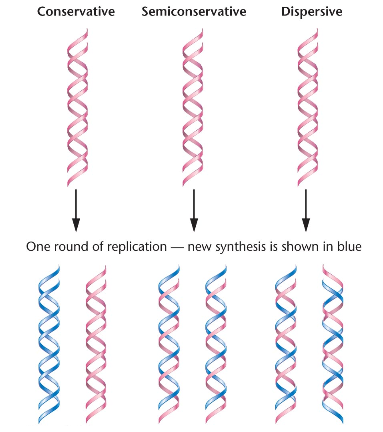 -Conservative
    -Original helix is conserved and two newly synthesized strands come together

-Semiconservative
     -Each replicated DNA molecule consists of one "old" strand and one new strand

-Dispersive 
      -Parental strands are dispersed into two new double helices