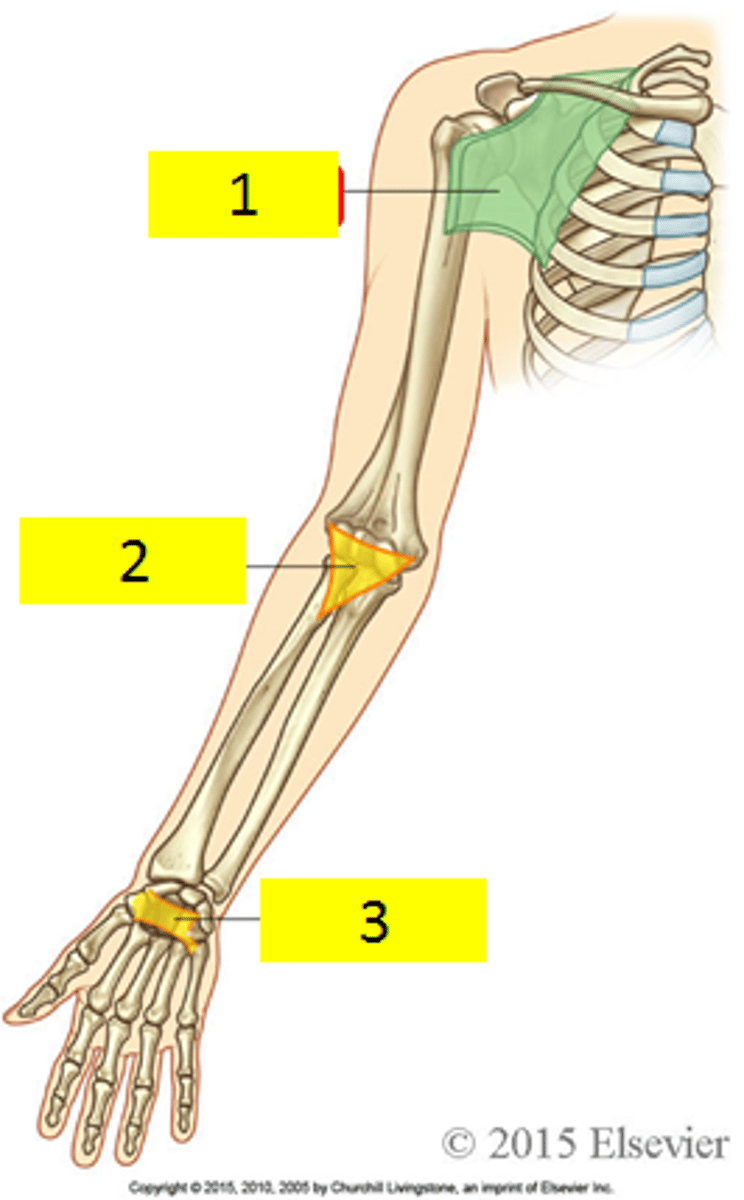 <p>Axilla, cubital fossa, carpal tunnel</p>