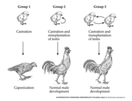 <ul><li><p>testis transplantation restores normal development in roosters</p></li><li><p>transplanted testis were not not connected to blood supply or neuronal networks</p></li><li><p>their effect was mediated by chemicals released to the blood stream</p></li></ul>