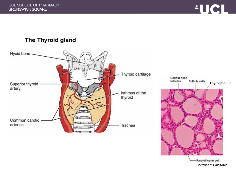 <p>strand of thyroid tissue called isthmus </p>