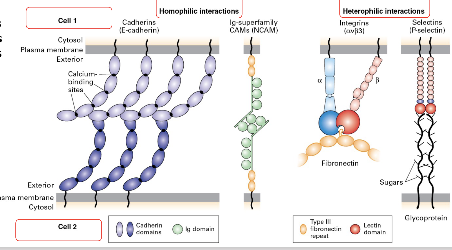 <p>Homophilic and heterophilic interactions; </p>