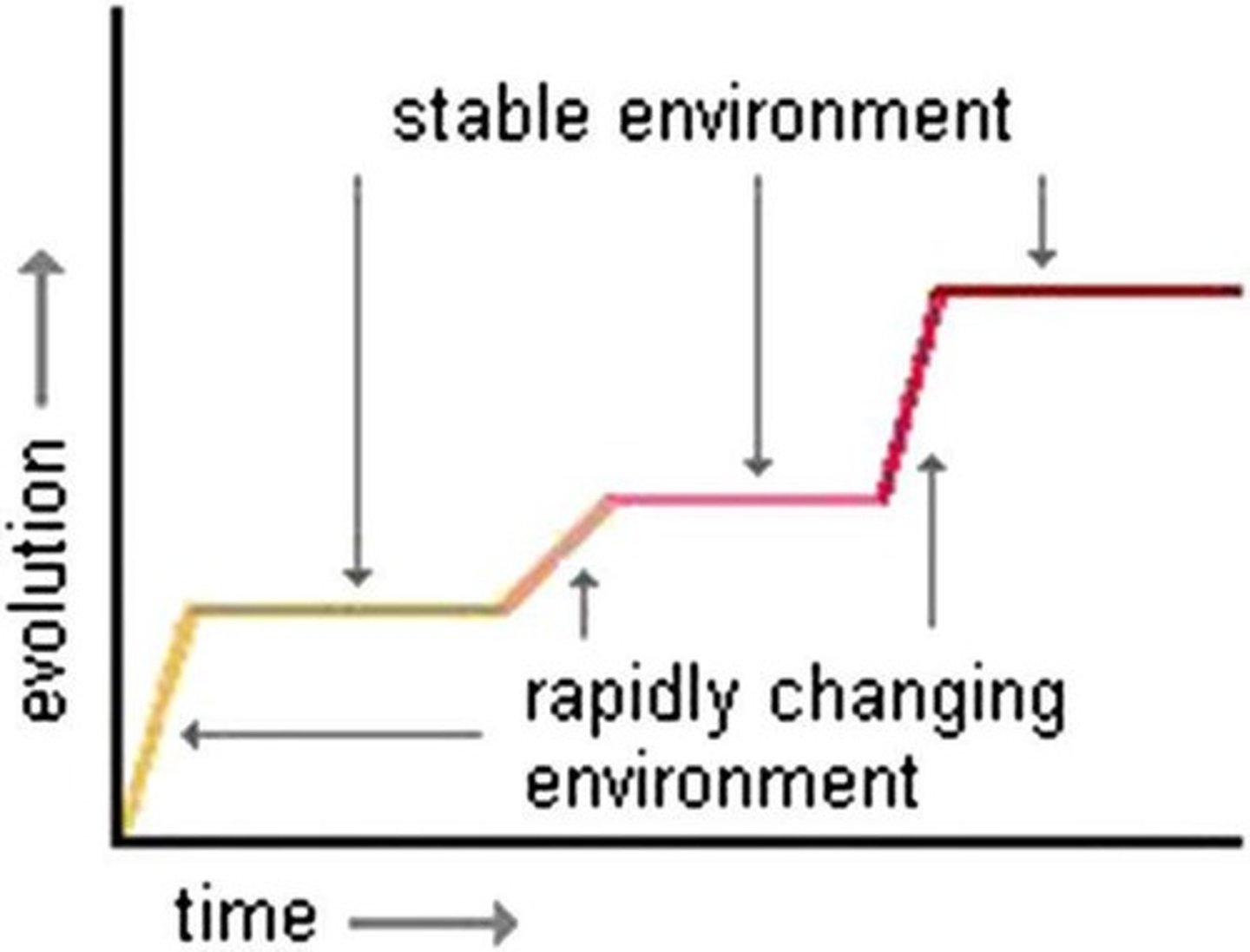 <p>The theory that evolution occurs in rapid bursts followed by long periods of stability.</p>