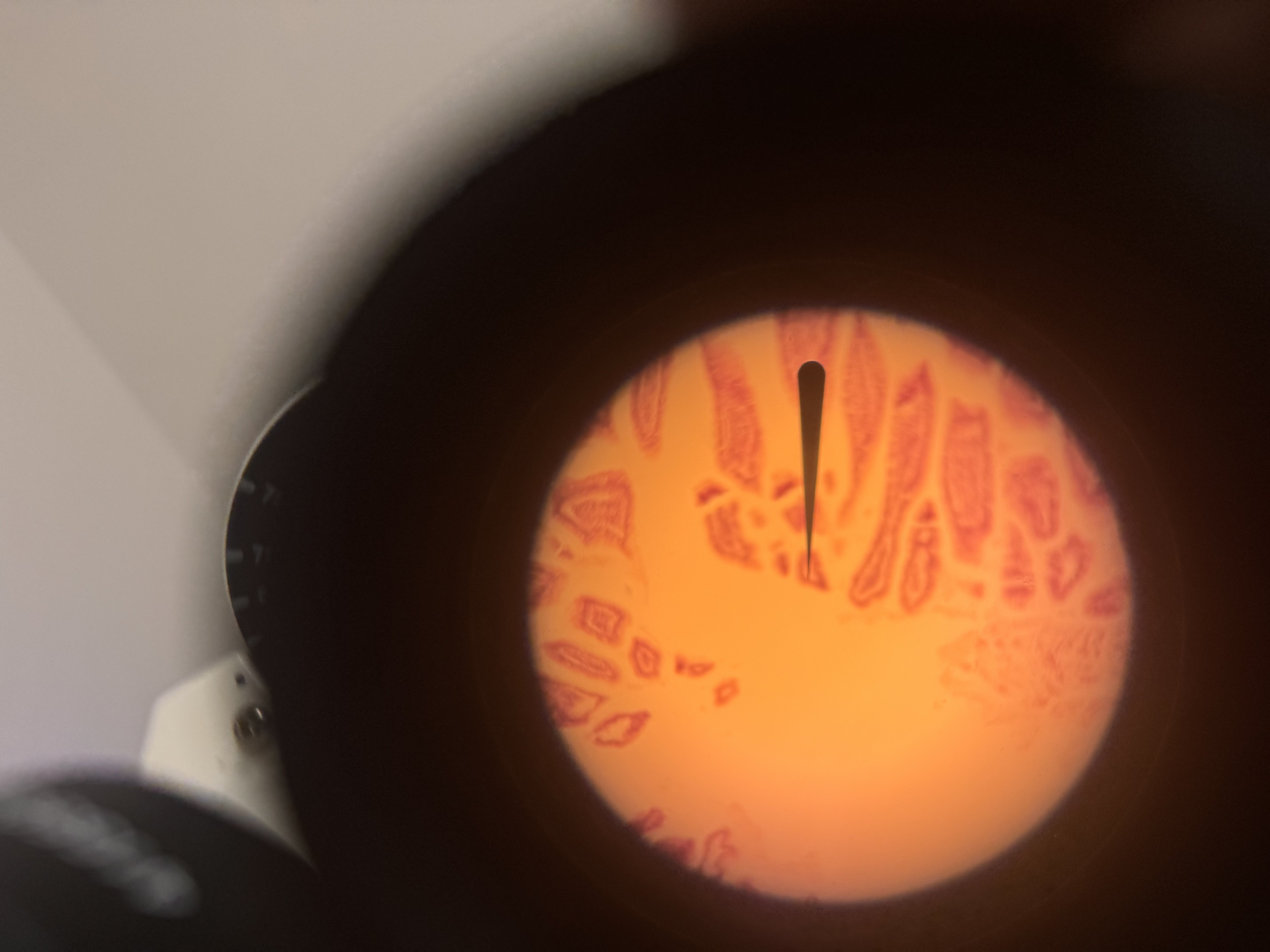 <p>what cell is this</p>