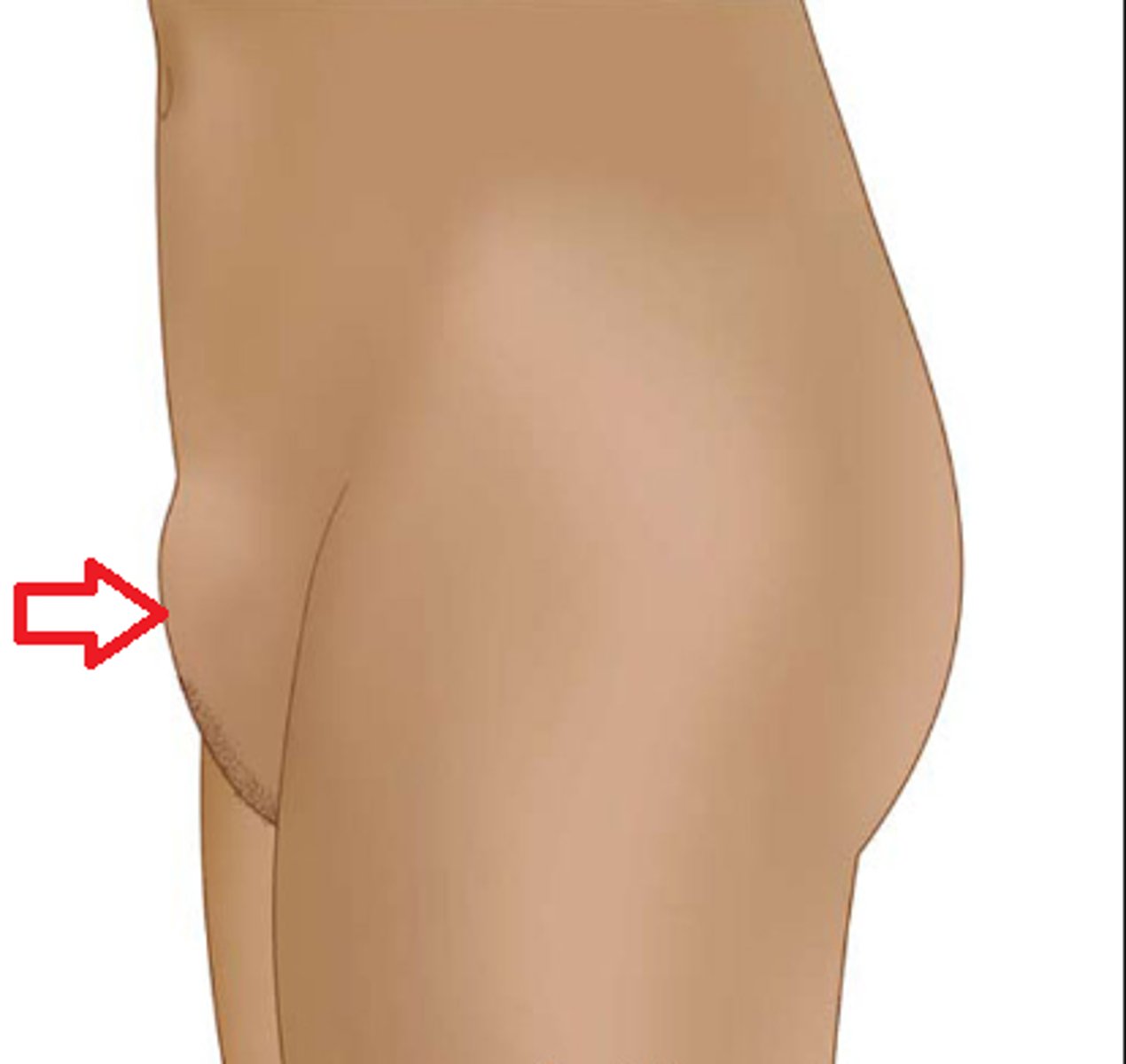<p>adipose tissue over pubic bone</p>