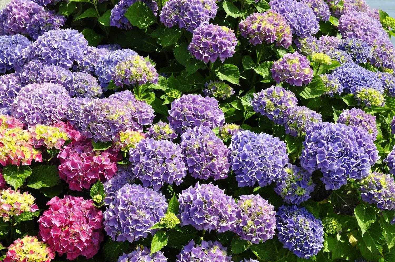 <p>What plant is this?</p>