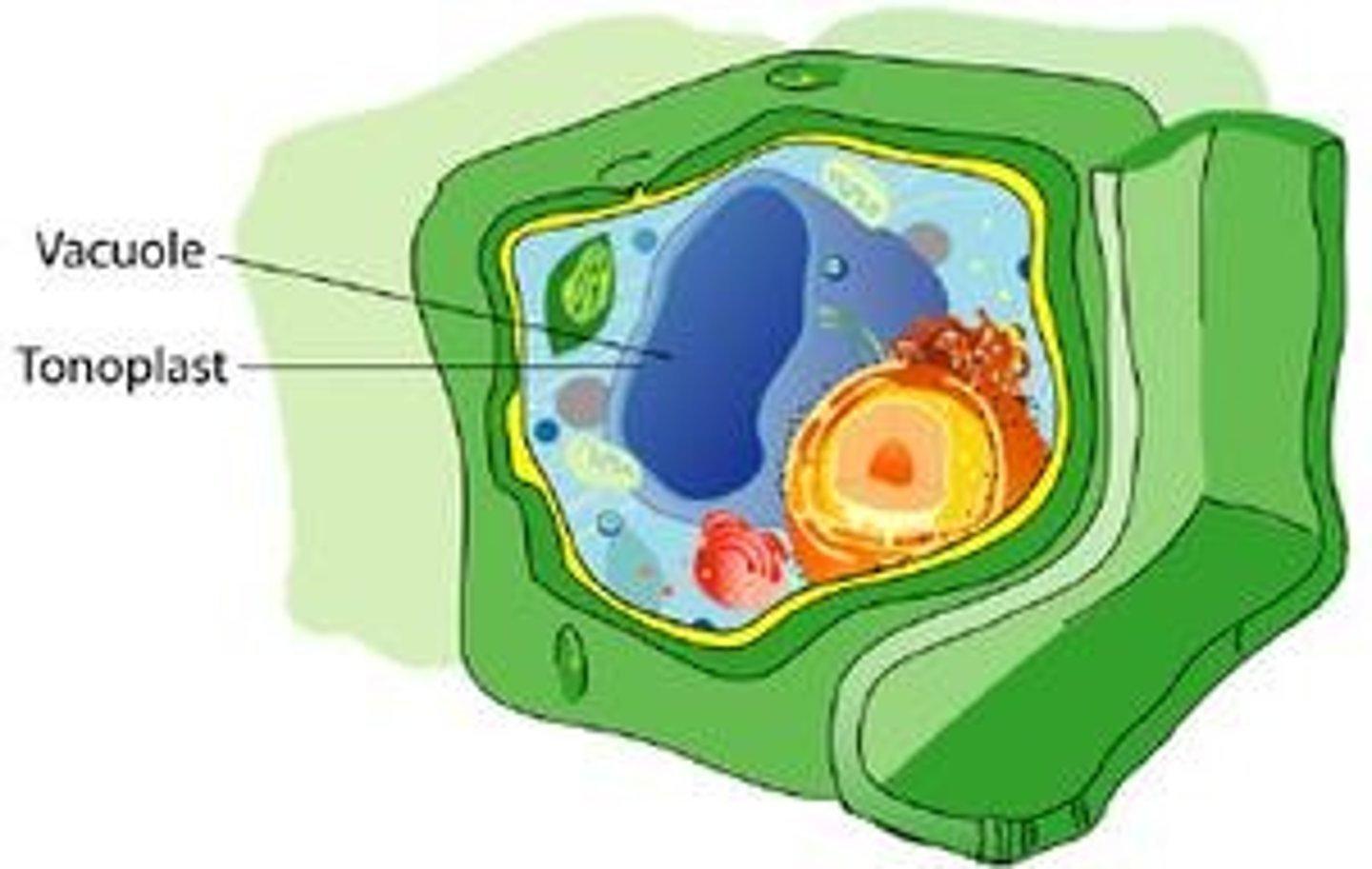 <p>Bound by a single membrane called a tonoplast. Contains cell sap.</p>