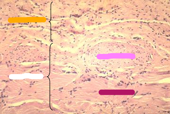 <p>Identify the structure:</p><p>Specie:</p><p>Orange:</p><p>White:</p><p>Pink:</p><p>Magenta:</p>