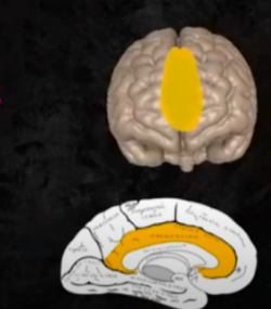 <p>CORTICAL STRUCTURES OF THE BRAIN: MEDIAL SURFACE: cognitive control, Emphasized in both speech production and comprehension, Retrieves and encodes memories/prior knowledge and bridges it with perceived speech, Engages in semantic processing.</p>