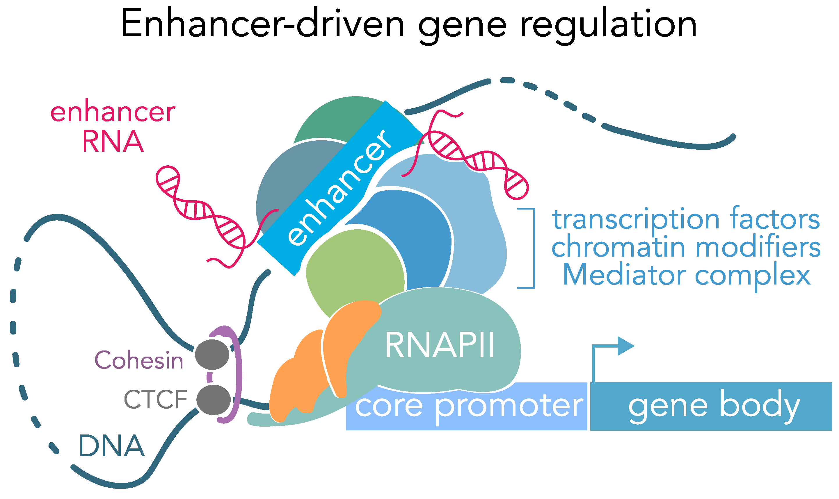 cis-acting DNA sequences located far from the core promoter but are still apart of the entire promoter region. They work from far away to increase transcription and activators bind to them. Although they are far away, the DNA loops around so that they may be in contact with the core promoter region. Although they may be far from the main promoter, they are specific to genes and only activate specific genes.

Activator proteins bind to enhancer sequences. 