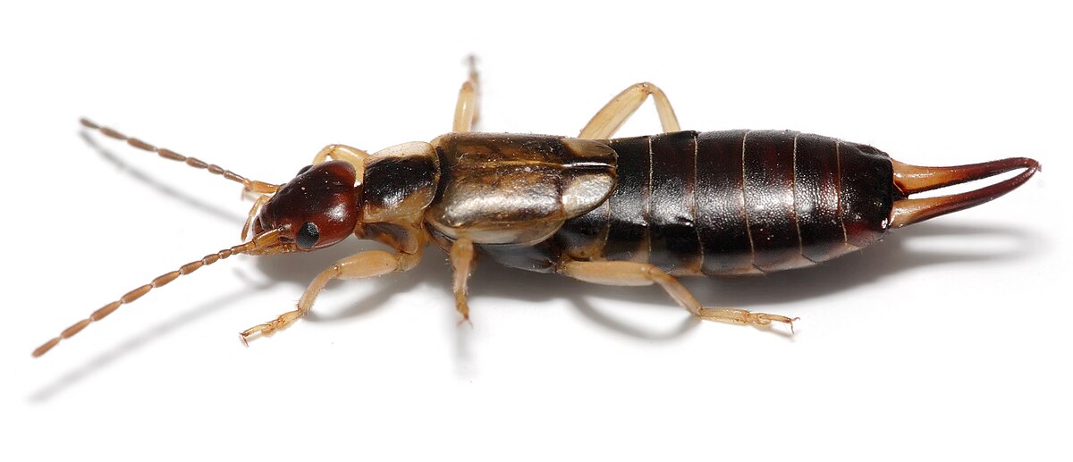 <p>forficulidae</p>