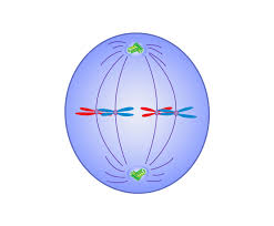 <p>Metaphase</p>