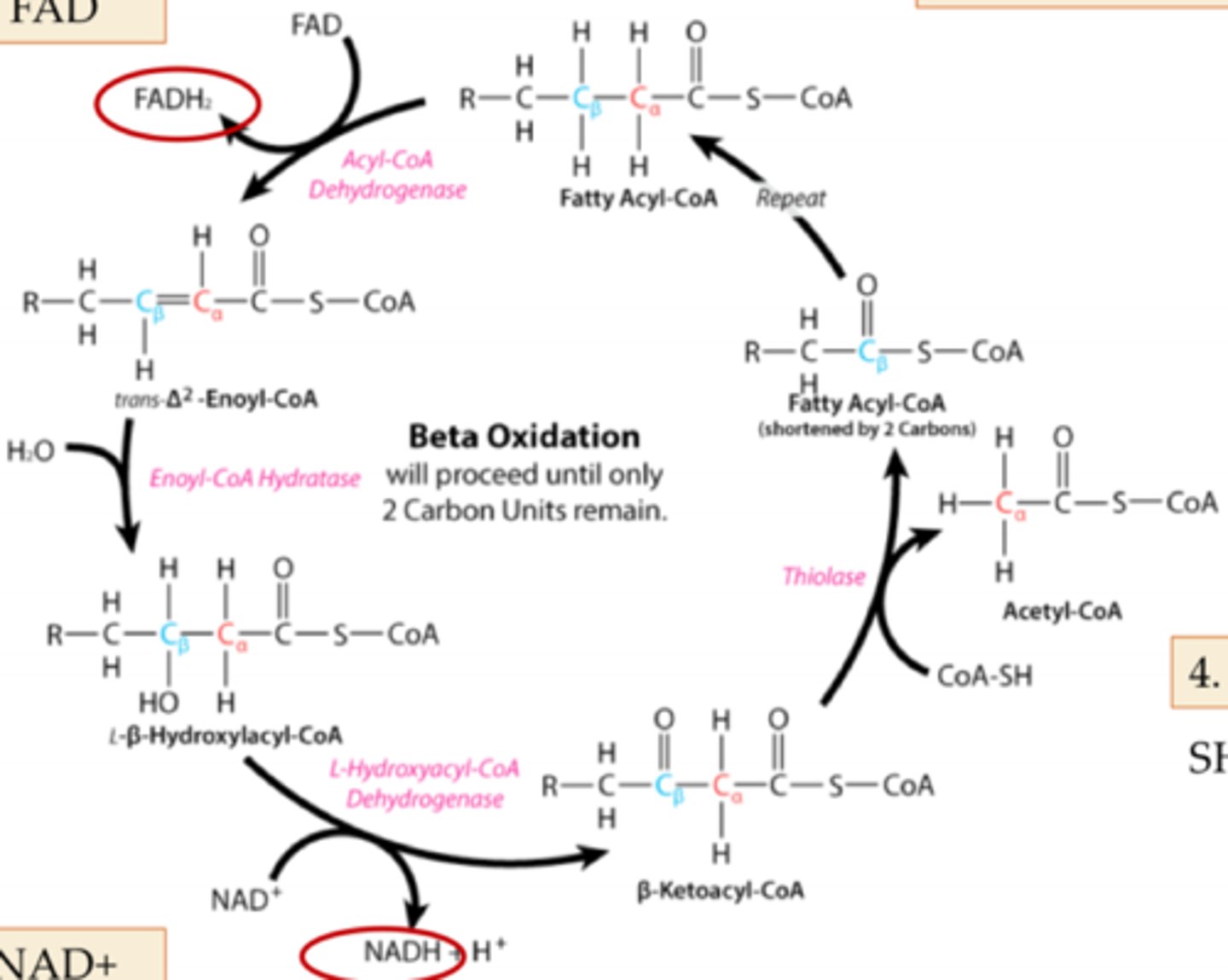 <p>1. Dehydrogenation</p><p>2. Hydration</p><p>3. Oxidation of NAD+</p><p>4. Thiolytic Cleavage</p>