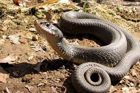Eastern Hog-nosed Snake
