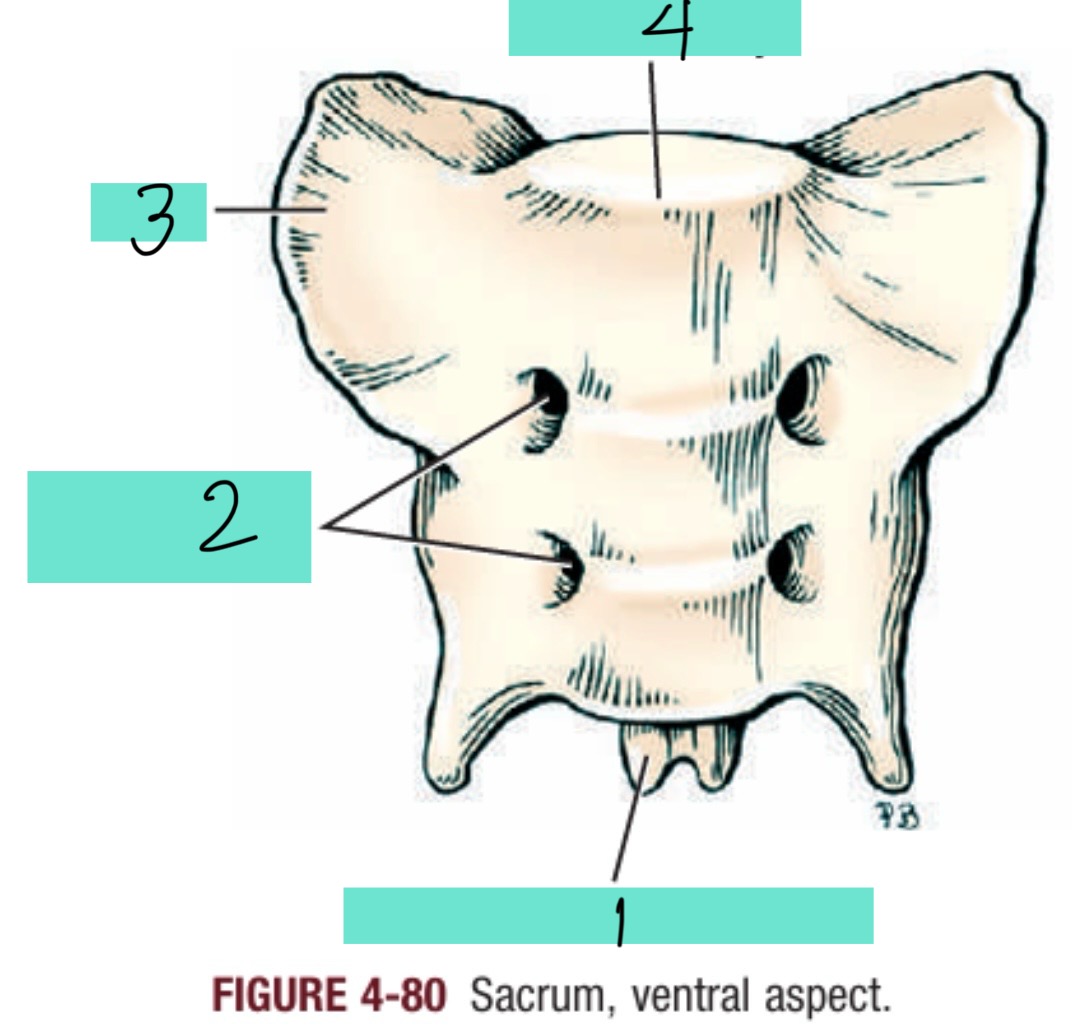 <p>4</p>