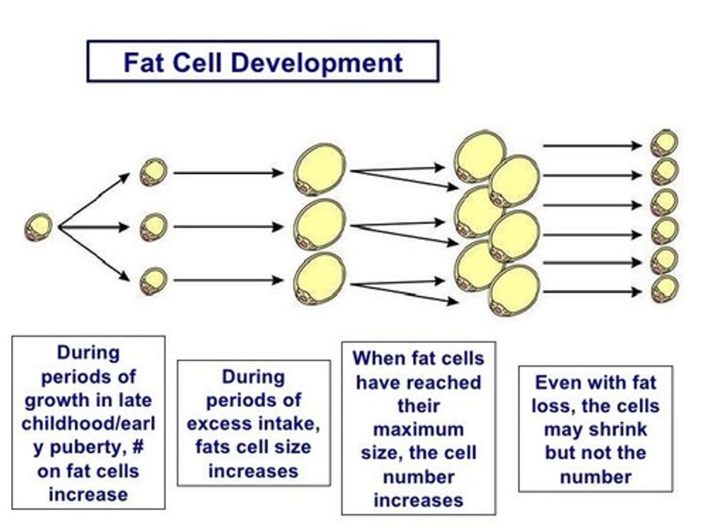 <p>Even if weight is lost, the number of fat cells remains the same; they can only shrink in size.</p>