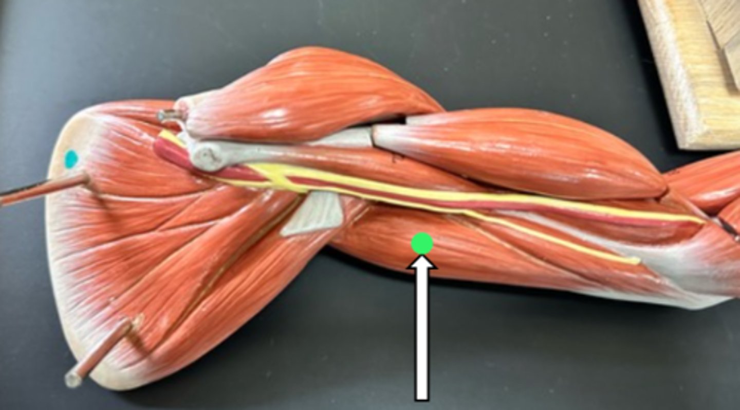 <p>triceps brachii (function)</p>