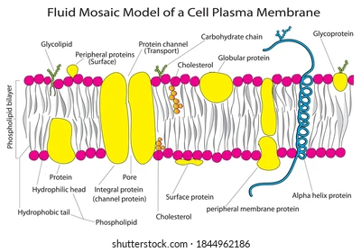 <p>created in 1972 by Singer and Nicolson, fluid refers to the lateral movement of molecules in the membrane, mosaic refers to the random arrangement of proteins, shown by hybridisation (2 cells fusing)</p>