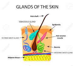 <ul><li><p>usually attached to hair follicle </p></li><li><p>holocrine gland secretes oily mixture keeps skin soft and water proof </p></li><li><p>acne is caused by overactive sebaceous glands </p></li></ul>
