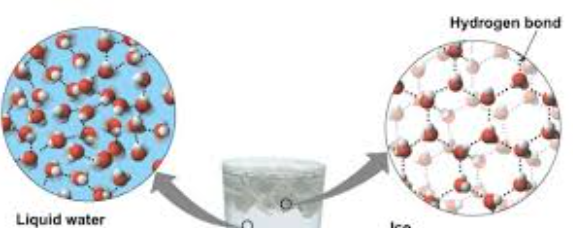 <p>Water’s cohesive property allows for unique hydrogen bond interactions to occur when water is in a solid state, making ice less dense than liquid water.</p><p>Water’s cohesive property forces water molecules into a unique, open, crystalline lattice structure when freezing. In this solid state , molecules are held farther apart then they are in the more mobile liquid form. Causing these bonds to be stable, apart from liquid water when hydrogen bonds constantly break and re-form.</p>