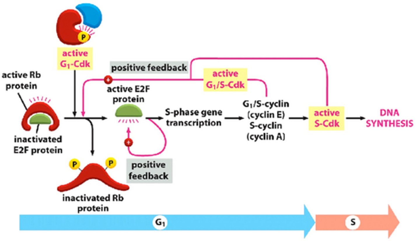 <p>inactivation of Rb (cellular tumor suppressor protein) that causes the release of E2F (transcription factor) to stimulate DNA synthesis (S) genes</p>