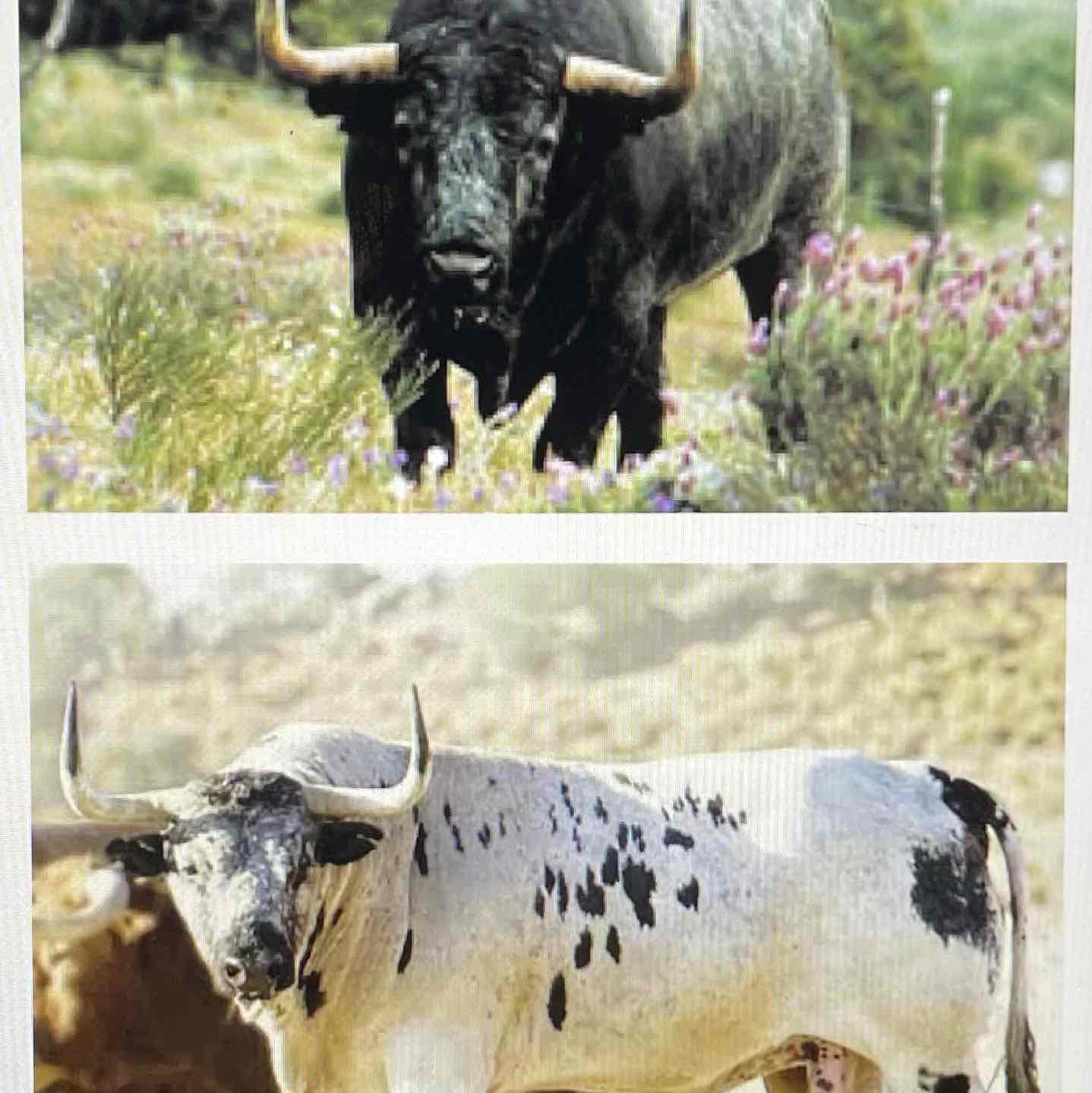 <p>Group of animals with a visual characteristic uniformity but not demonstrated homogeneity ( look the same but aren’t )</p>