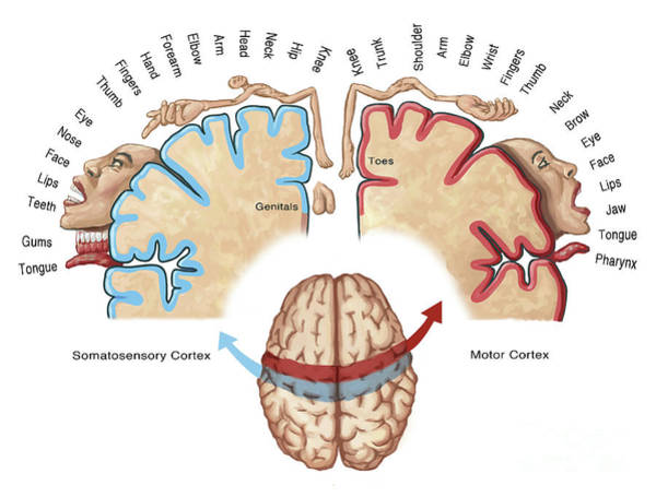 <p>processes sensory information from skin and internal body receptors</p>