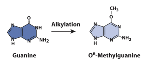 <ul><li><p><strong>Deamination</strong></p><ul><li><p>most frequence kind of hydrolytic damage</p><ul><li><p>deamination of 5-methylctosine generates thymine</p></li></ul></li><li><p>alkylation agents(ex: nitrosamines) lead to creation of O6-methylgyanosine</p><ul><li><p>mispairs with thymine</p></li><li><p>GC→GT→AT point mutation after DNA Rep</p></li></ul></li></ul></li></ul><p></p>