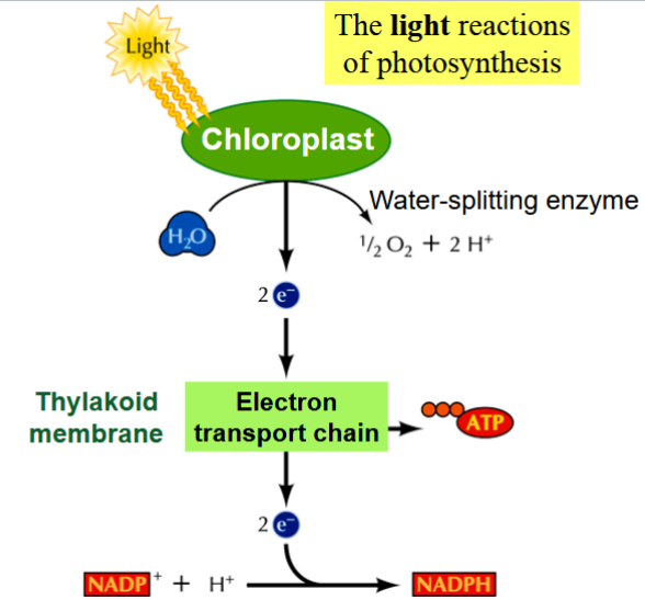 <p>H<sub>2</sub>O is split → ½O<sub>2</sub> and 2H<sup>+</sup> by a water-splitting enzymes</p><p>electrons are released from the splitting of H<sub>2</sub>O → get energized by sunlight</p><p>energized electrons move through an electron transport in the thylakoid membrane → a H<sup>+</sup> gradient forms across the thylkaoid membrane</p><p>energy in the H<sup>+</sup> gradient is used to synthesize ATP (similar to oxidative phosphorylation in mitochondria)</p><p>final electron is NADP<sup>+</sup> → gets reduced to NADPH</p>