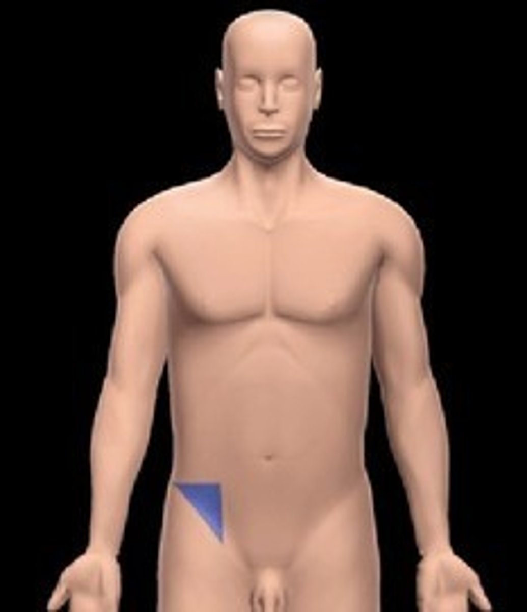 <p>Groin area</p>
