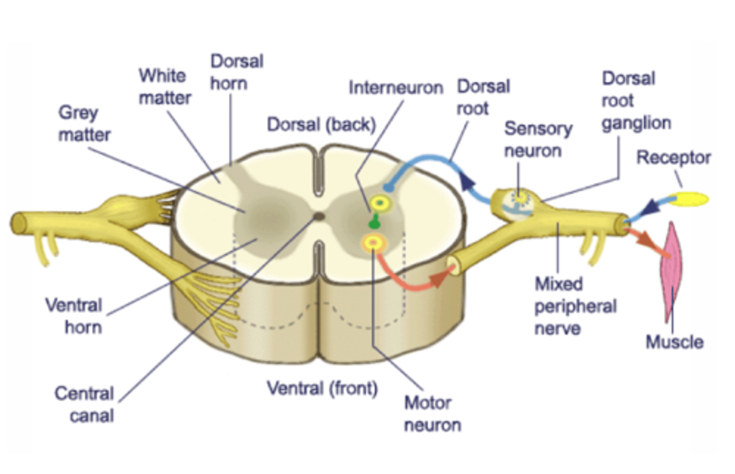 <p>What is the neuro pathway for a motor neuron?</p>