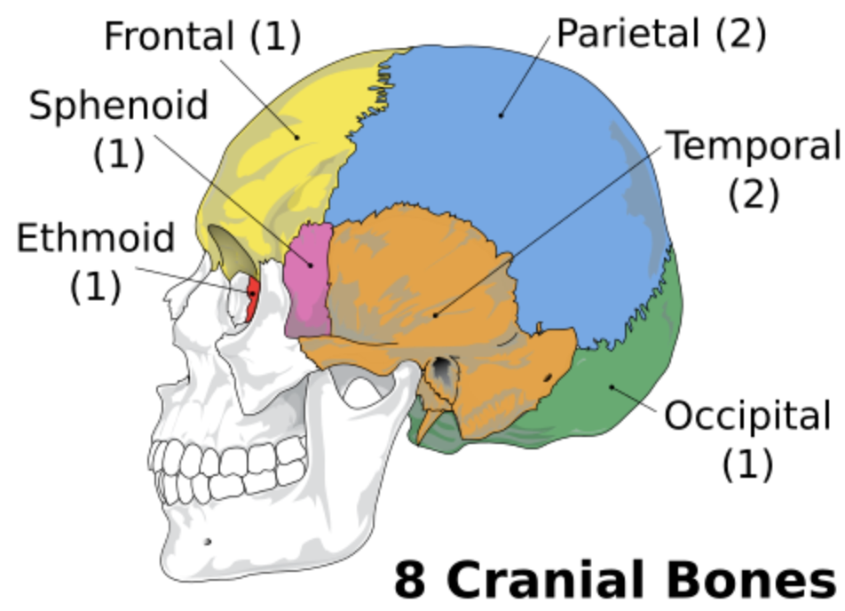 <p>The cranium is composed of <strong>8 bones</strong></p>