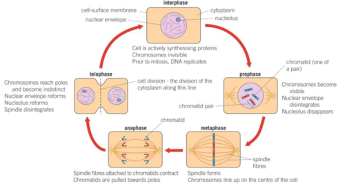 <p>1) <strong><span style="text-decoration:underline">Prophase: </span></strong></p><p>- Chromosomes first become visible, initally as long thin threads, which later shorten and thicken.</p><p>- Animal cells contain two cylindrical organelles called centrioles, each of which move to opposite poles of the cell.</p><p>- From each centriole, spindle fibres develop, which span the cell from pole to pole.</p><p>- Spindle fibres, collectively, form the spindle appartus.</p><p>- As plant cells lack centrioles, but do develop a spindle appartus, centrioles are not essential to spindle fibre formation.</p><p>- Nucleolus disappears, and the nuclear envelope breaks down, leaving chromosomes free in the cytoplasm of the cell.</p><p>- These chromosomes are drawn towards the equator of the cell by the spindle fibres attached to the centromere.</p><p>2) <strong><span style="text-decoration:underline">Metaphase: </span></strong></p><p>- Chromosomes are seen to be made up of two chromatids.</p><p>- Each chromatid is an identical copy of DNA from the parent cell.</p><p>- The chromatids are joined by the centromere.</p><p>- The centromere is what some microtubules from the poles are also attached, and the chromosomes are pulled along the spindle apparatus, arranging themeselves across the equator of the cell.</p><p>3) <strong><span style="text-decoration:underline">Anaphase:</span></strong></p><p>- The centromeres divide into two and spindle fibres pull the individual chromatids, making up the chromosome, apart.</p><p>- The chromatids move rapidly to their respective, opposite poles of the cell and we now refer to them as chromosomes.</p><p>- The energy for anaphase is provided by mitochondria, which gather around the spindle fibres.</p><p>- If cells are treated with chemicals that destroy the spindle, the chromosomes remain at the equator, unable to reach the poles.</p><p>4) <strong><span style="text-decoration:underline">Telophase: </span></strong></p><p>- Chromosomes reach their respective poles and become longer and thinner, finally disappearing altogether, leaving only widespread chromatin.</p><p>- Spindle fibres disintegrate and the nuclear envelope and nucleolus re-form.</p><p>- Finally, the cytoplasm divides in a process called cytokinesis.</p>